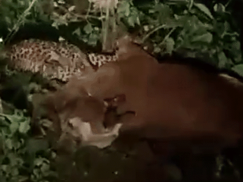 तेंदुए ने गाय को मार डाला…शिकार का LIVE VIDEO:आधीरात भिलाई स्टील प्लांट में घुसा, कर्मचारी ने बनाया वीडियो; रेलवे ट्रैक के पास टहलते दिखा
